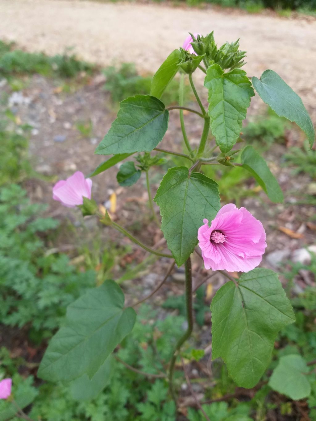 Althea? No, Malva punctata